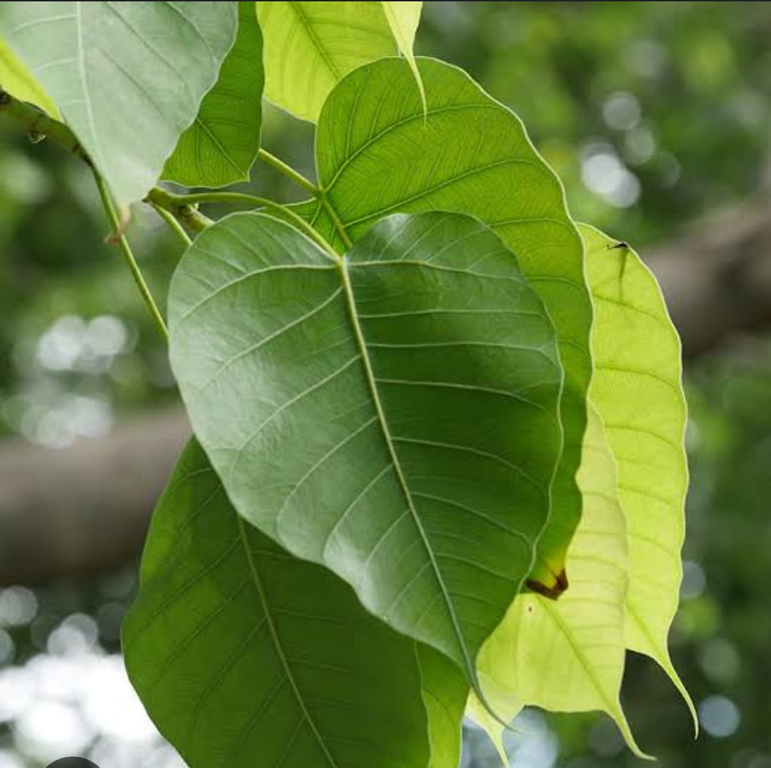 ब्लॉकेज के लिए पीपल का पत्ता – 